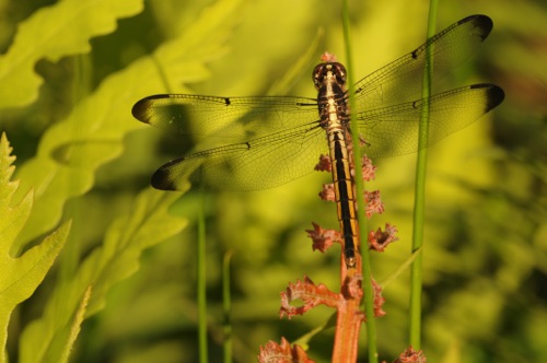 Female
2014_05_17_Floyd